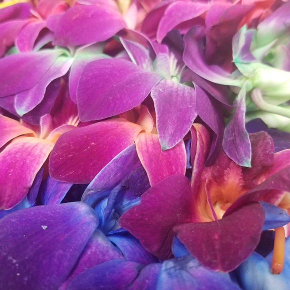 Meet your Posher, Elizabeth - Picture 1 of 1